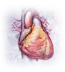 cardiovascolari