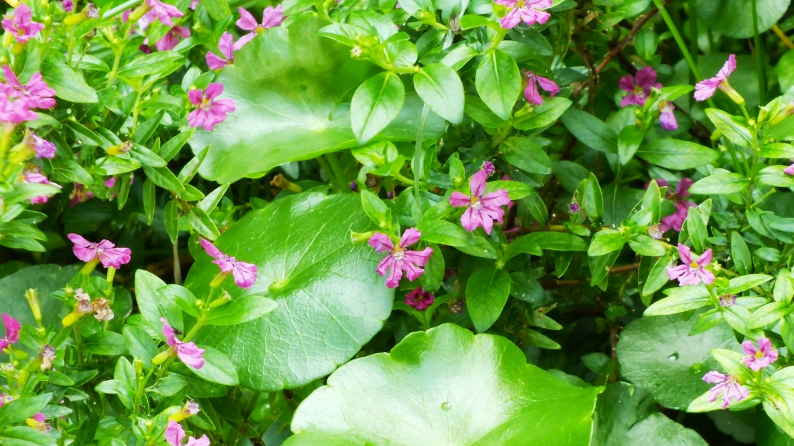 centella-asiatica-compresse