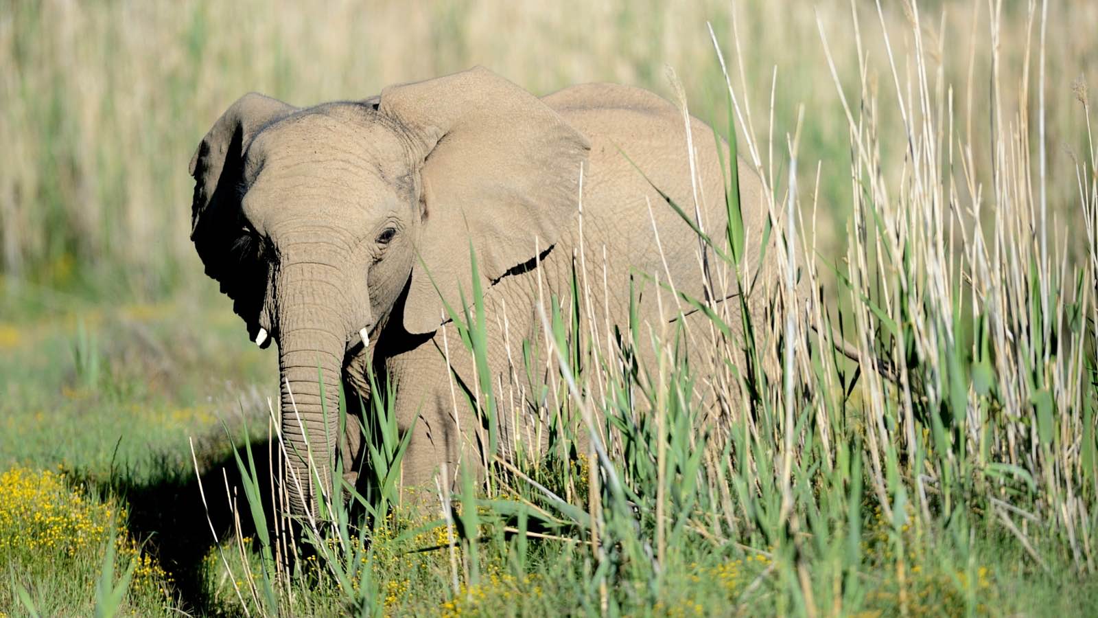 elefante-accoppiamento