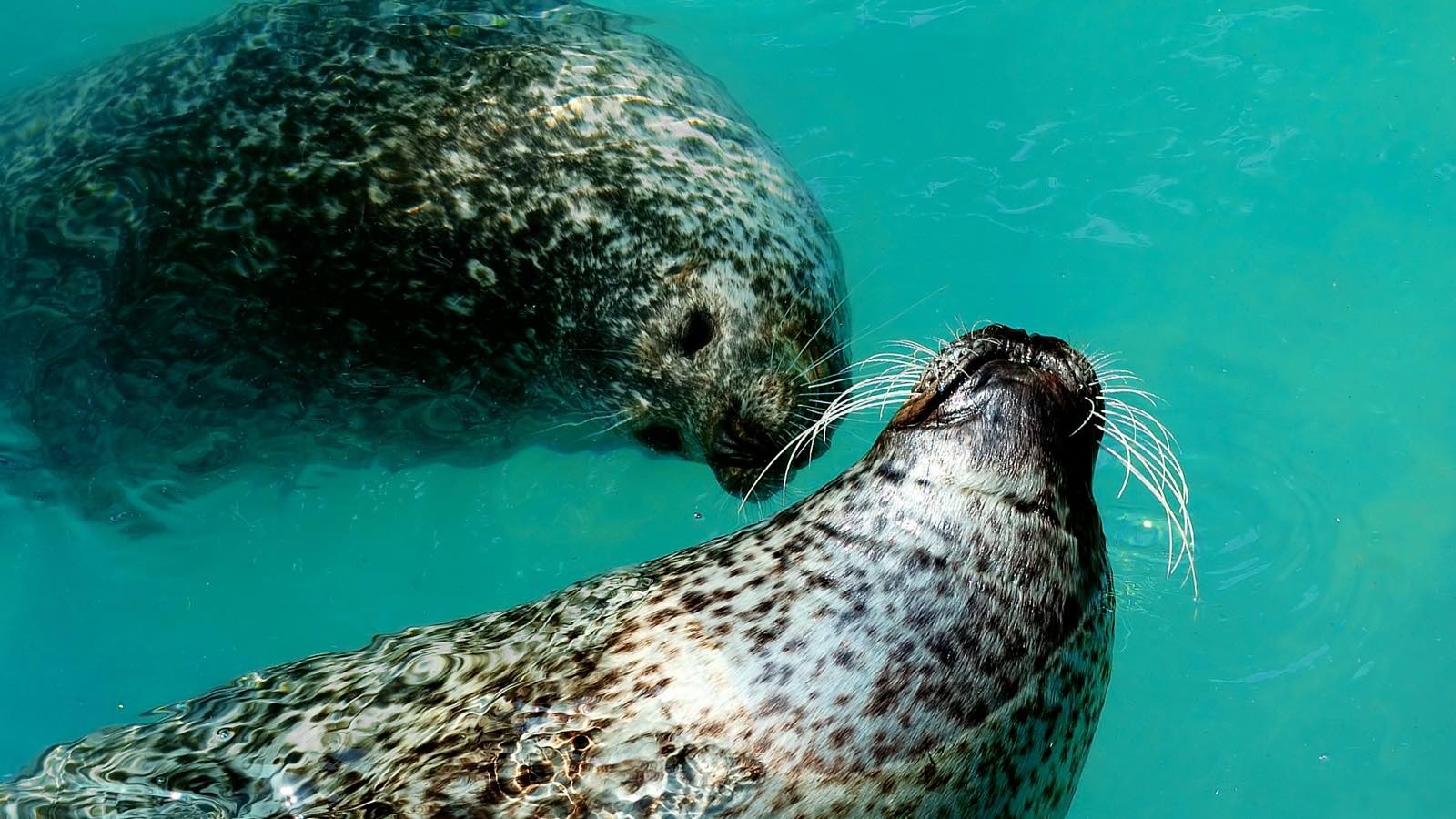 foca-accoppiamento