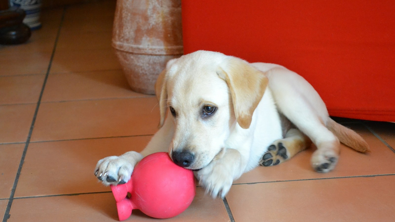 lavarsi-sempre-le-mani-dopo-avere-accarezzato-i-cani-e-i-gatti