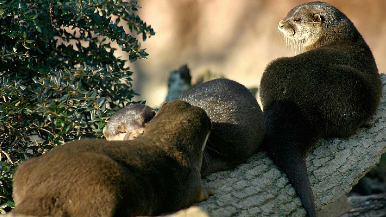 lontra-accoppiamento