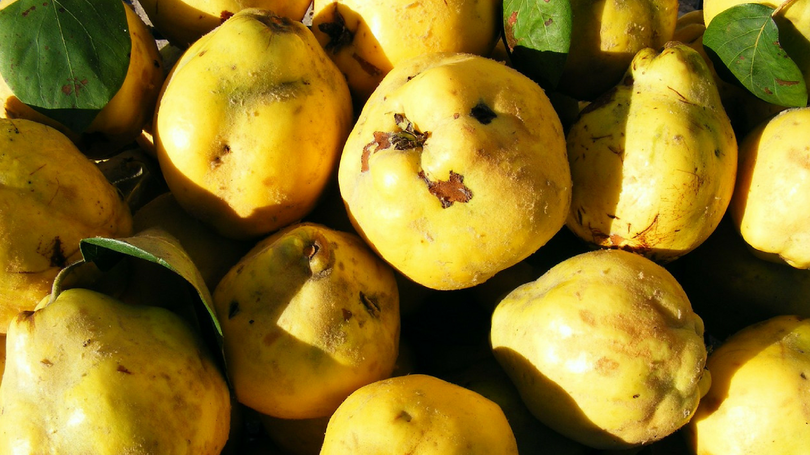 Mela Cotogna
